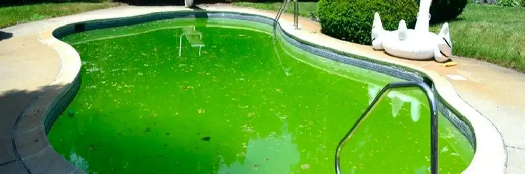 pool algae